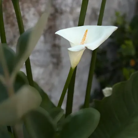 Σπίτι διακοπών L'olivier De Milou *