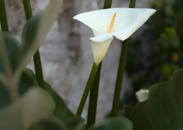 Hébergement de vacances L'olivier De Milou *